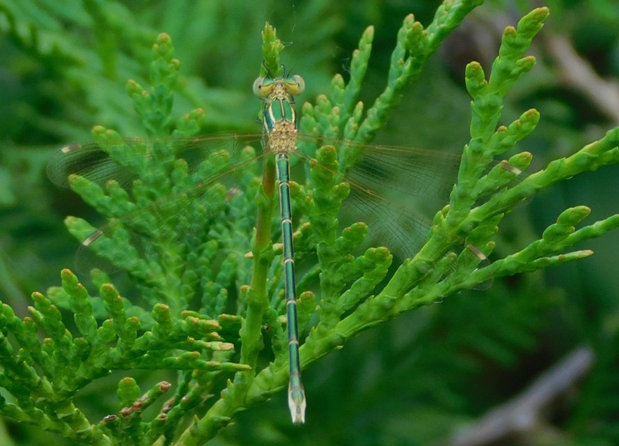 Lestes barbarus - foltosszárnyjegyű rablószitakötő