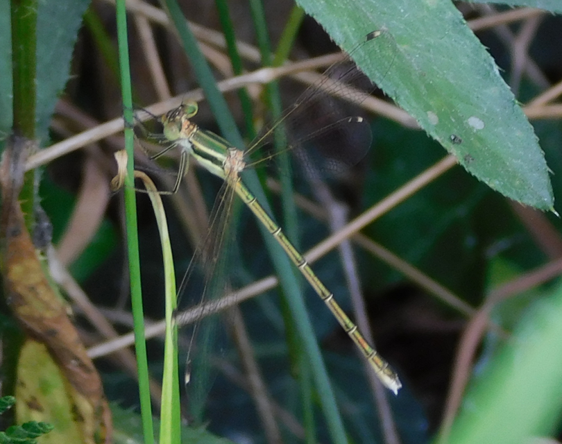 Lestes barbarus - foltosszárnyjegyű rablószitakötő
