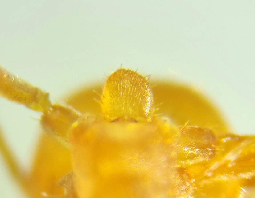 Lasius flavus - gyakori borostyánhangya