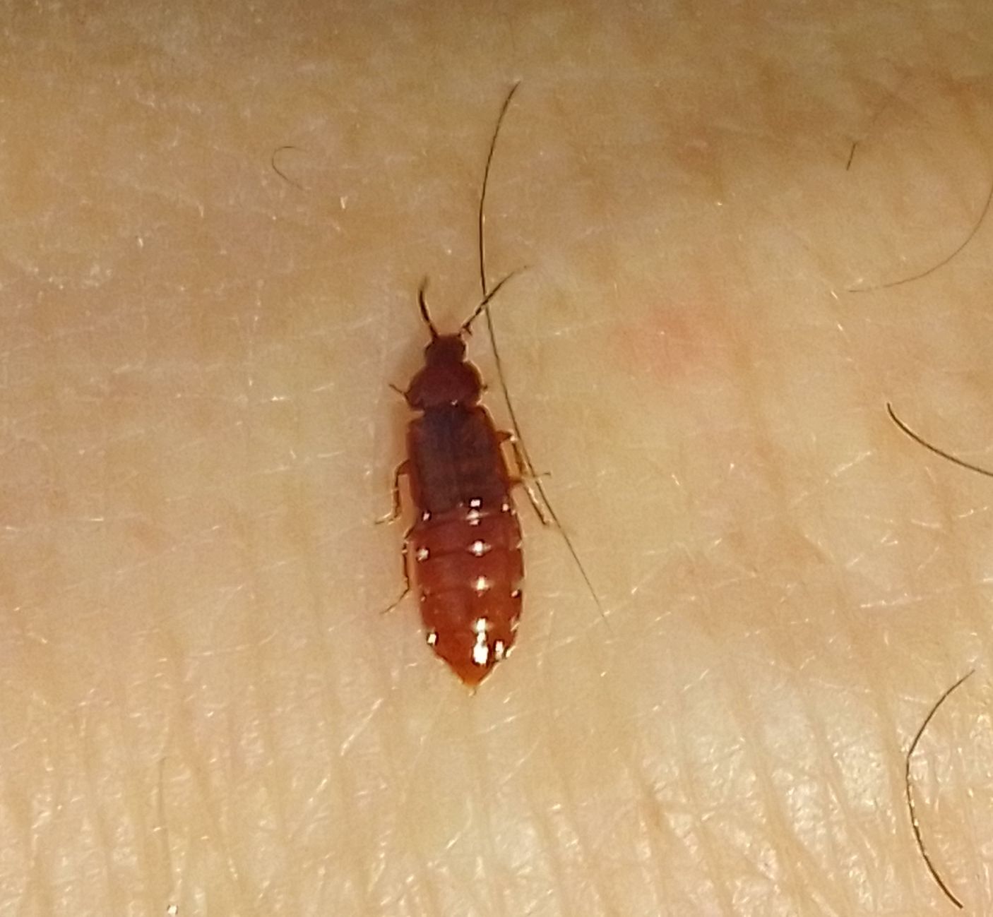 Acidota cruentata - téli felemásholyva