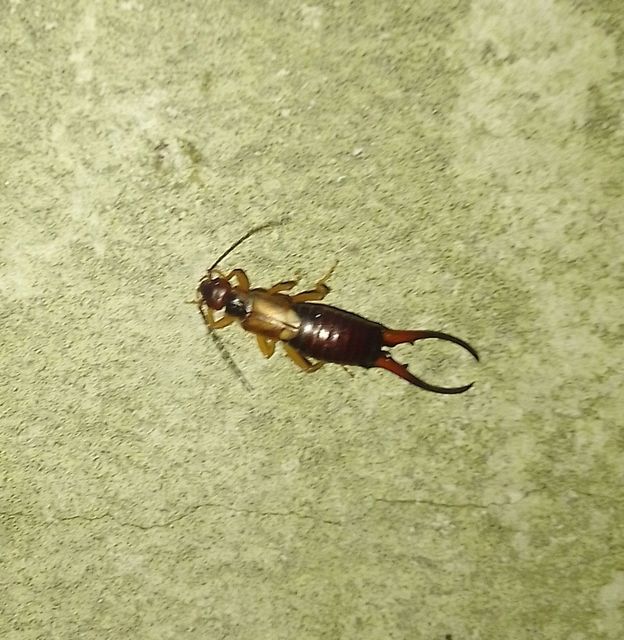 Forficula auricularia - közönséges fülbemászó
