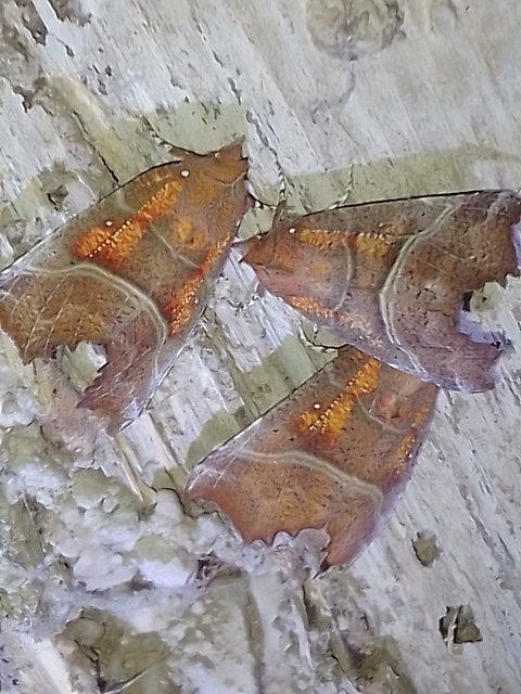 Scoliopteryx libatrix - vörös csipkésbagoly