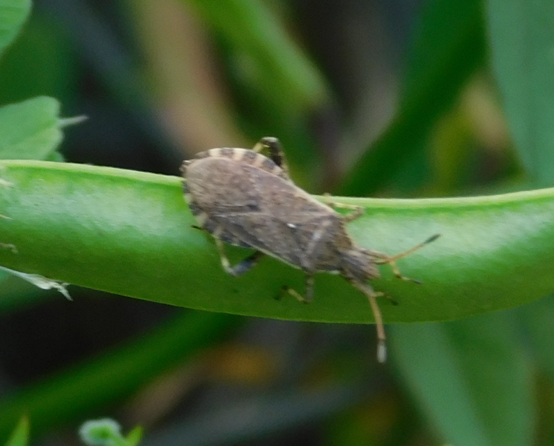 Ceraleptus