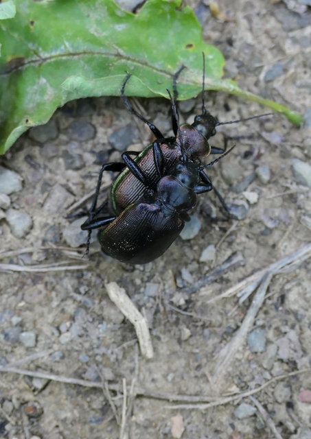 Calosoma inquisitor - kis bábrabló