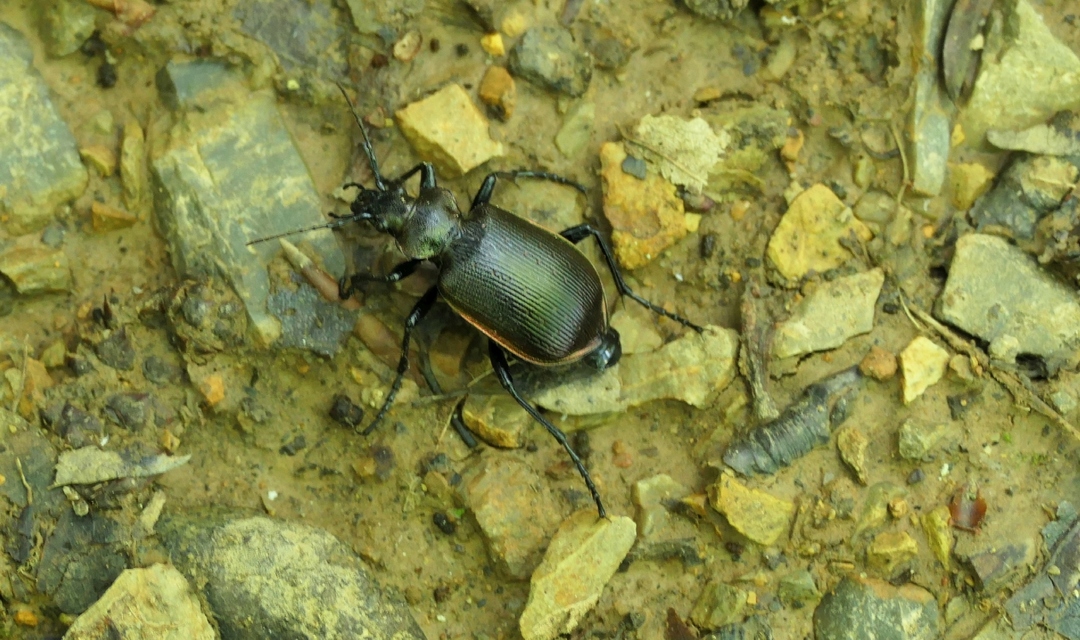 Calosoma inquisitor - kis bábrabló