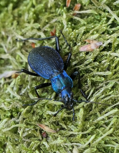 Carabus intricatus - kék laposfutrinka