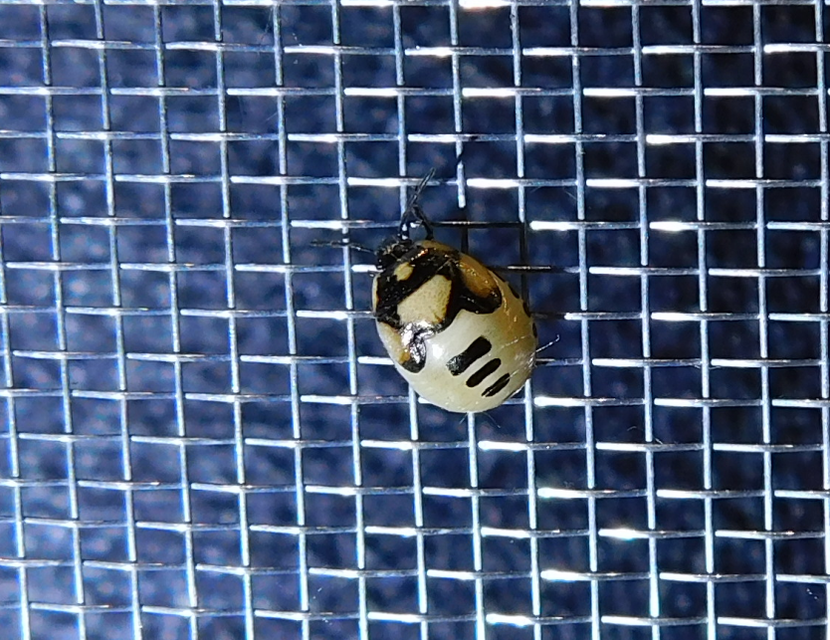 Tritomegas