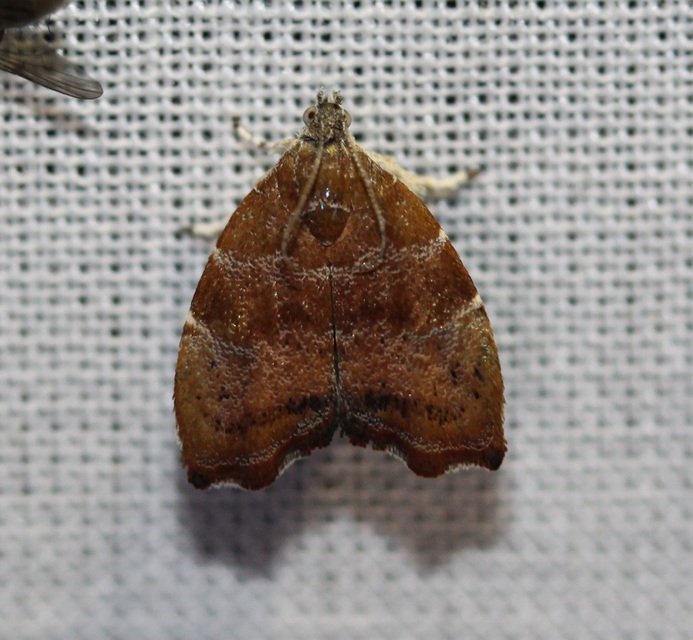 Choreutis nemorana - füge-levélmoly