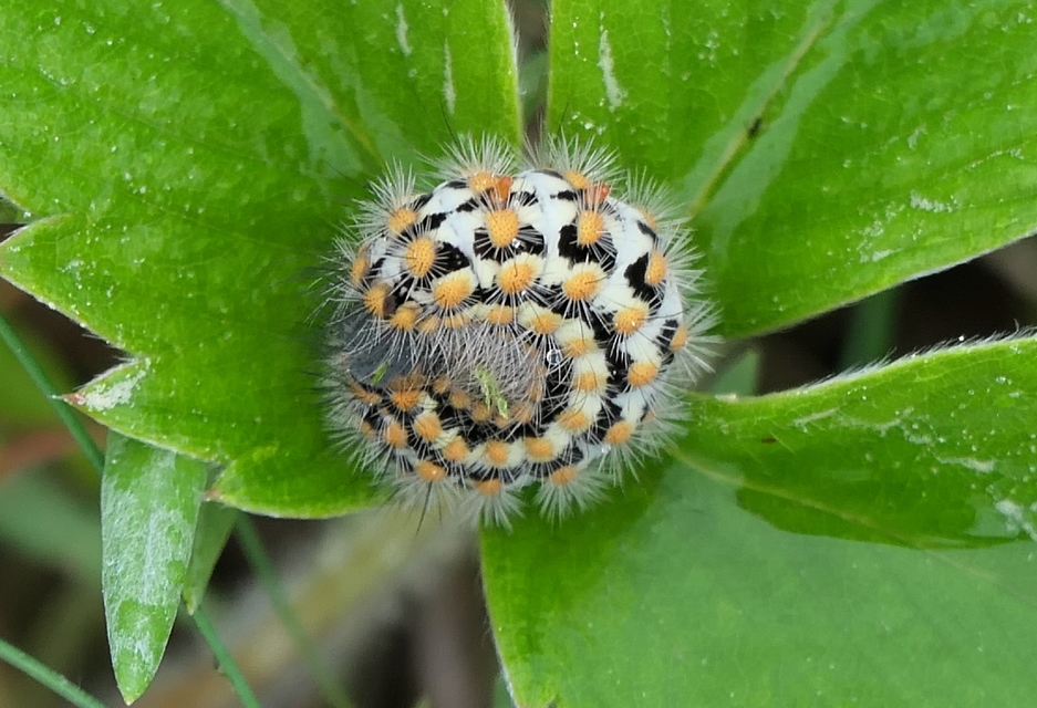 Pentophera morio - réti gyapjaslepke