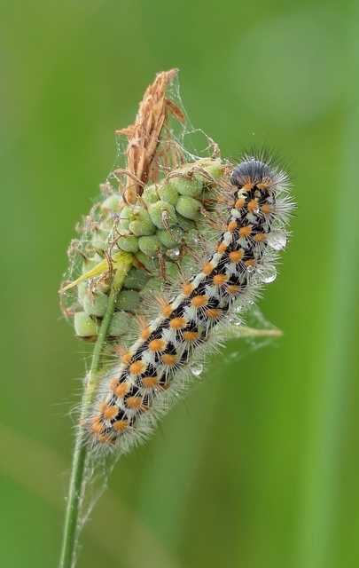 Pentophera morio - réti gyapjaslepke