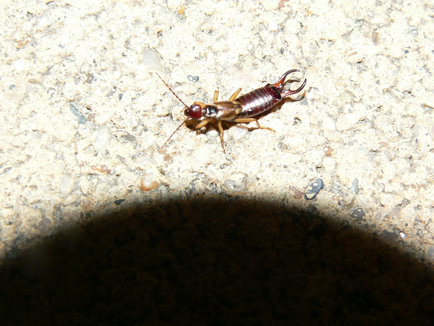Forficula auricularia - közönséges fülbemászó