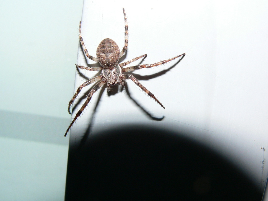 Larinioides ixobolus - ereszalji keresztespók