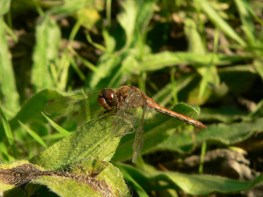 Sympetrum striolatum/vulgatum