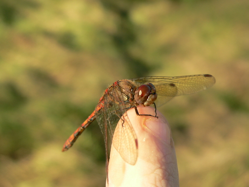 Sympetrum striolatum - harántsávos katona-szitakötő