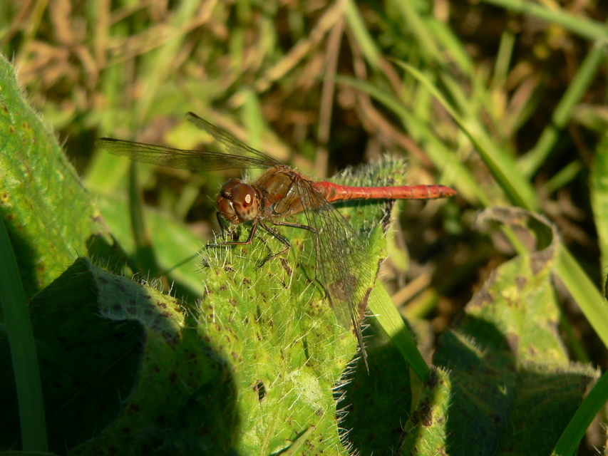 Sympetrum striolatum - harántsávos katona-szitakötő
