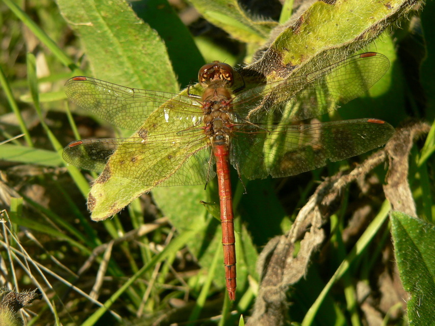 Sympetrum striolatum/vulgatum