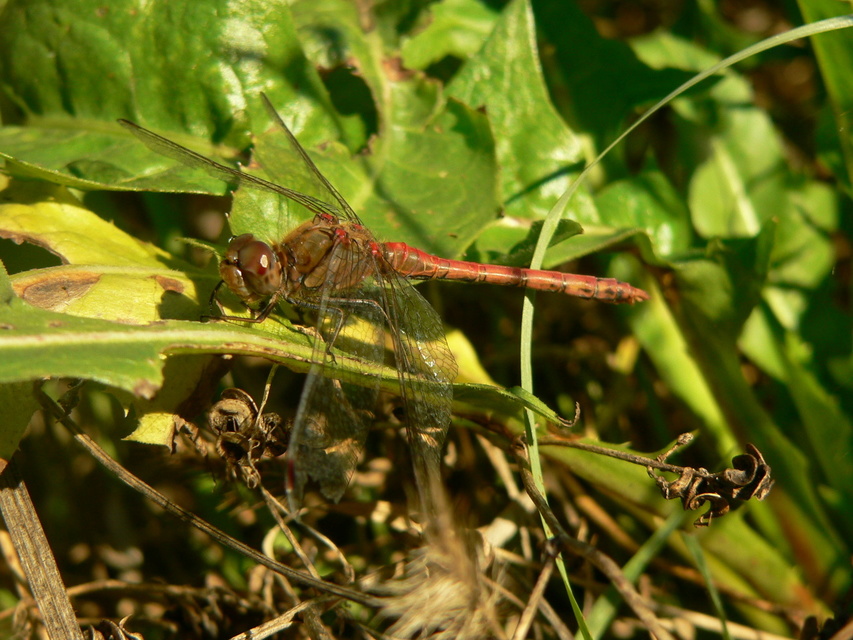 Sympetrum striolatum/vulgatum