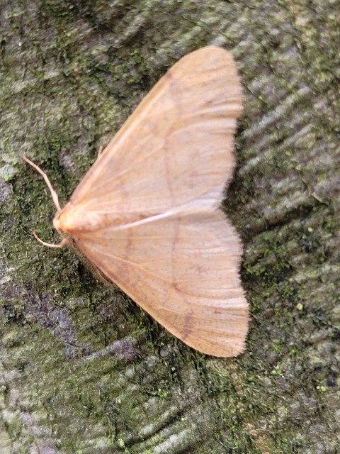 Agriopis aurantiaria - aranysárga téliaraszoló