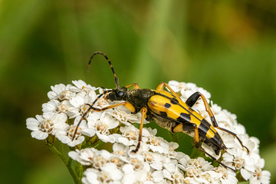 Rutpela maculata - tarkacsápú karcsúcincér