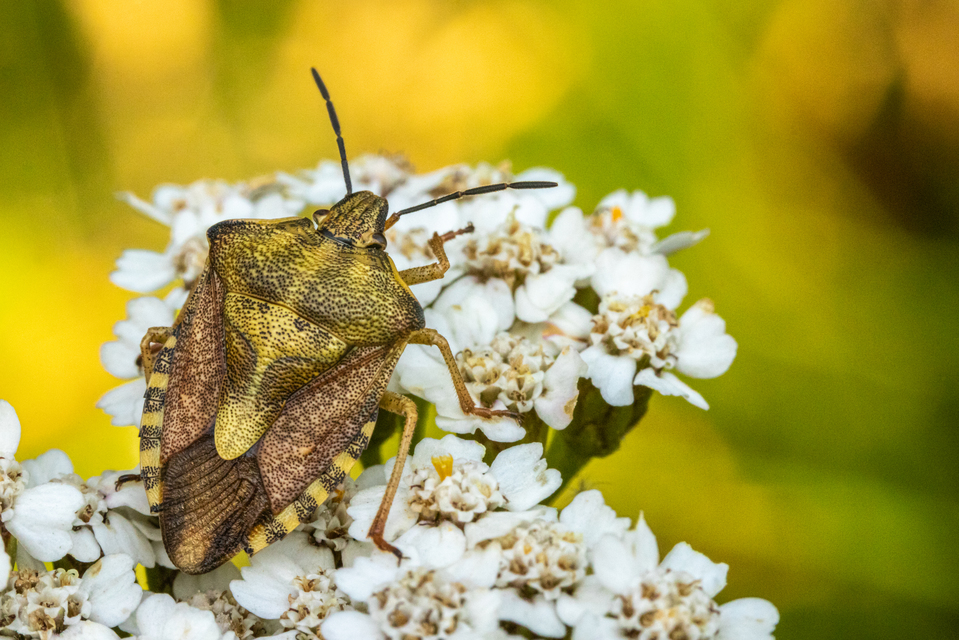 Carpocoris Carpocoris