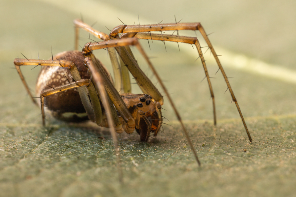 Linyphia triangularis - háromszöges vitorláspók