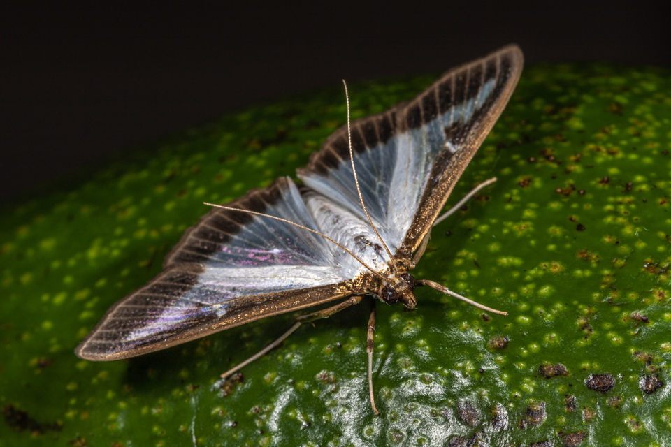 Cydalima perspectalis - puszpáng-tűzmoly