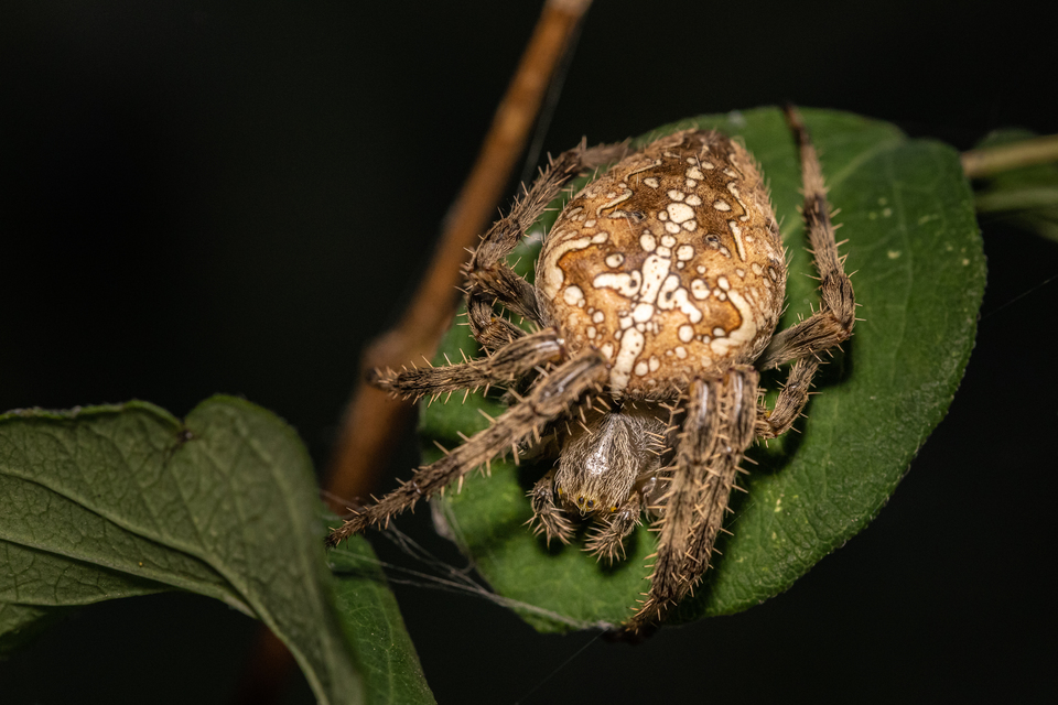 Araneus diadematus - koronás keresztespók