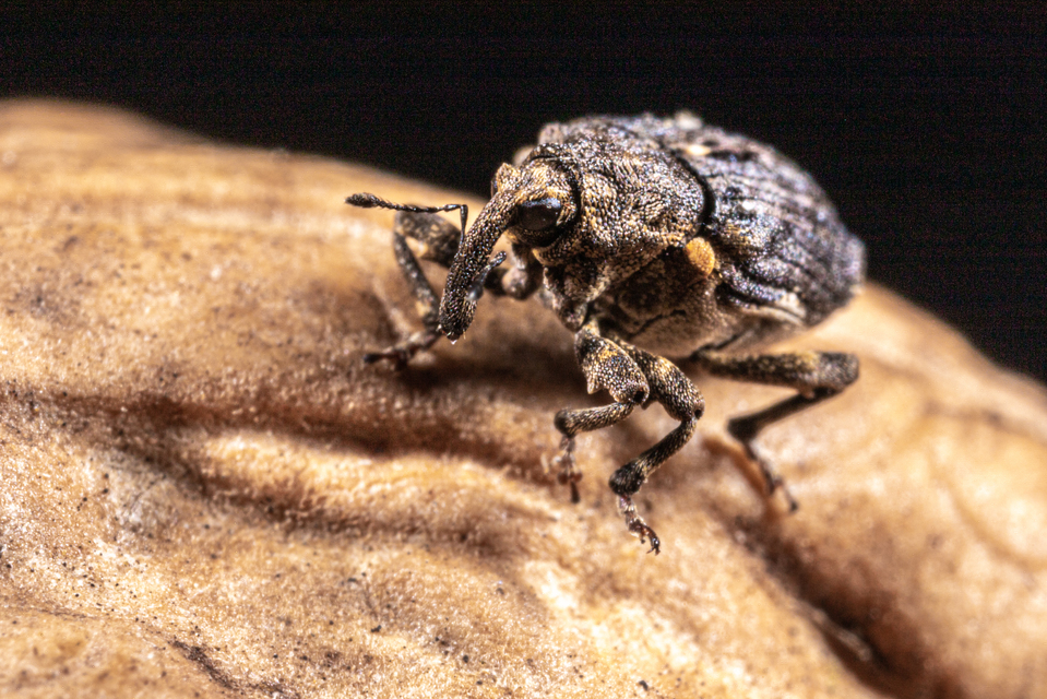 Stenocarus cardui - pipacsgyökér-ormányos