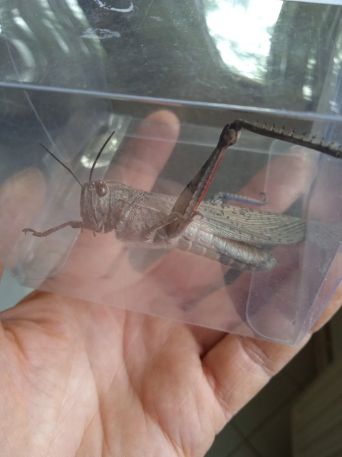 Anacridium aegyptium - egyiptomi sáska