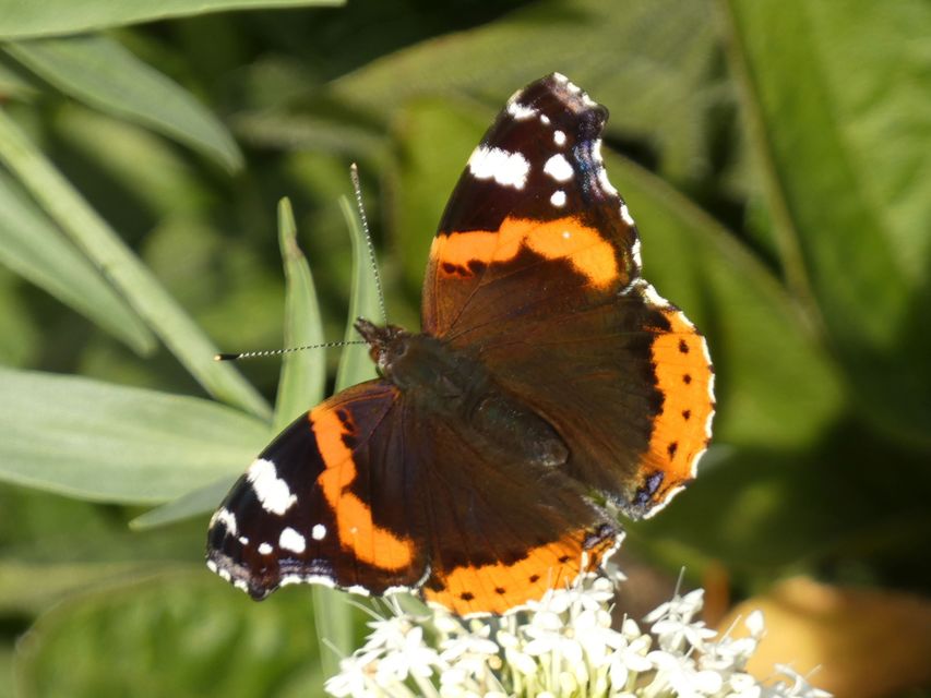 Vanessa atalanta - atalantalepke