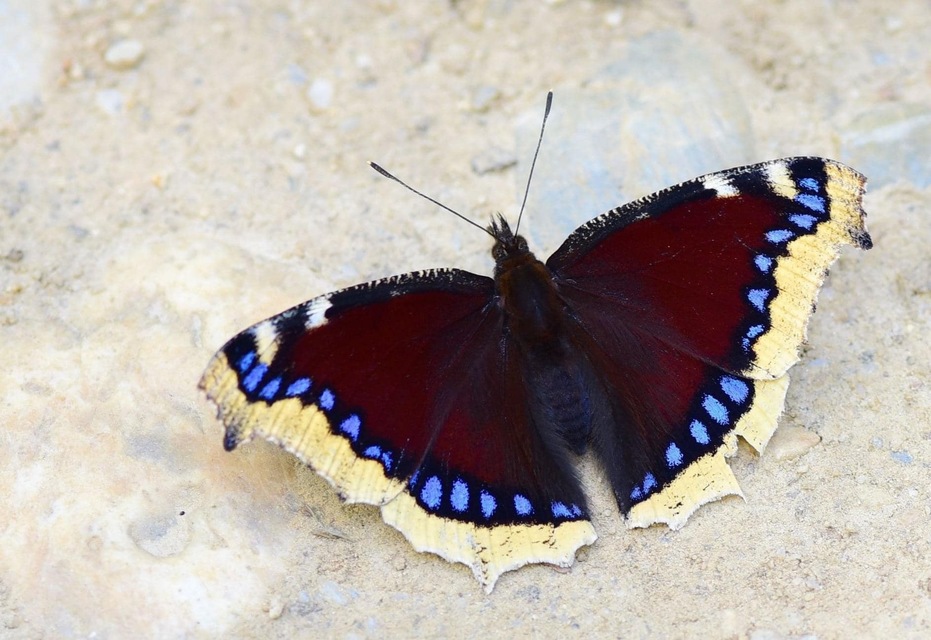 Nymphalis antiopa - gyászlepke