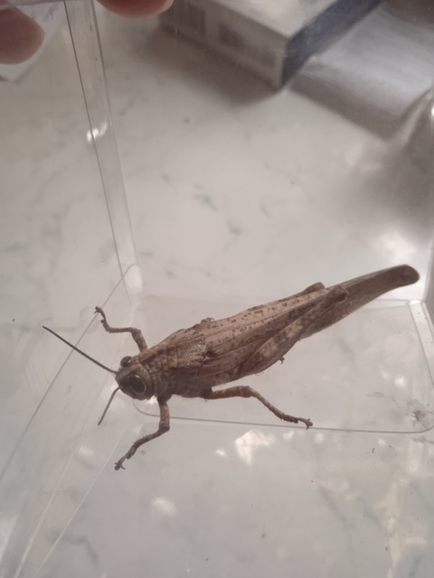 Anacridium aegyptium - egyiptomi sáska