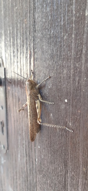 Anacridium aegyptium - egyiptomi sáska