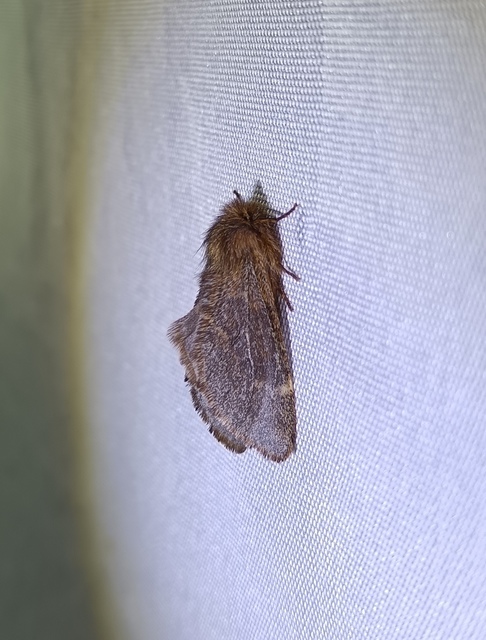 Ptilophora plumigera - tollas púposszövő