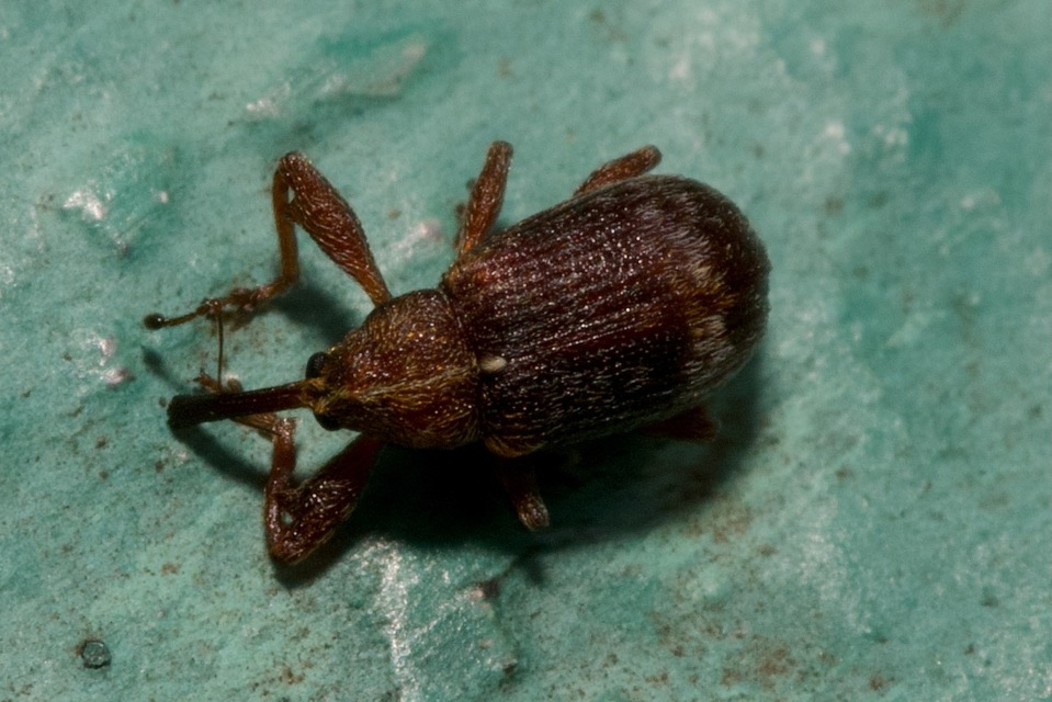 Anthonomus Anthonomus