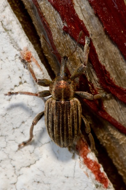 Hypera striata - sávos pikkelyesormányos