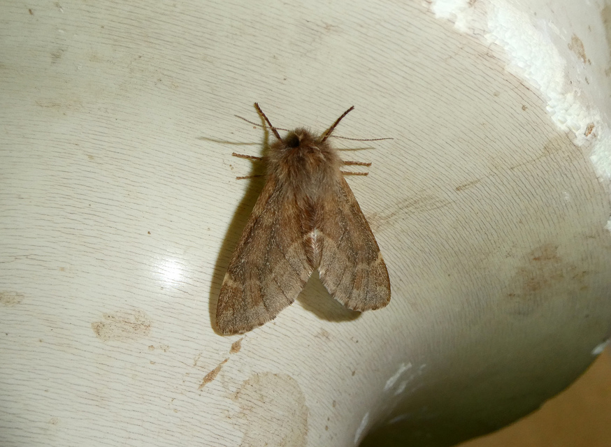 Ptilophora plumigera - tollas púposszövő