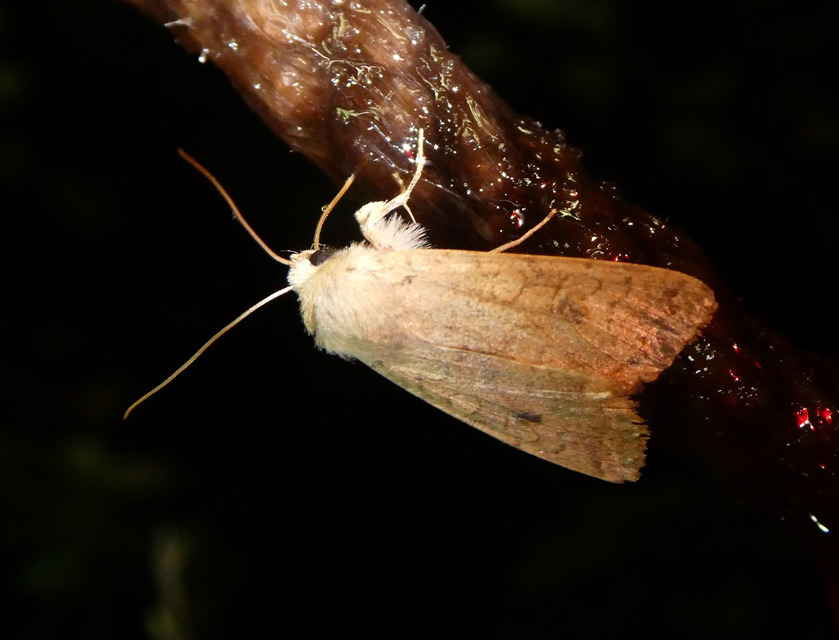 Sunira circellaris - okkersárga őszibagoly