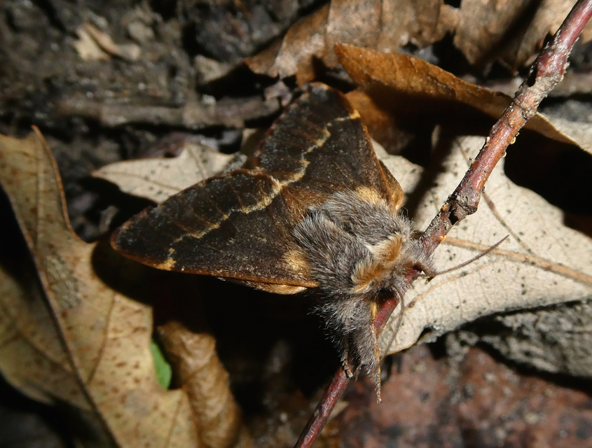 Poecilocampa populi - nyárfaszövő