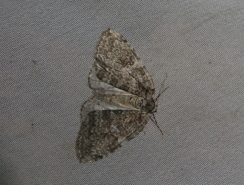Epirrita christyi/dilutata