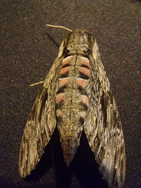 Agrius convolvuli - szulákszender