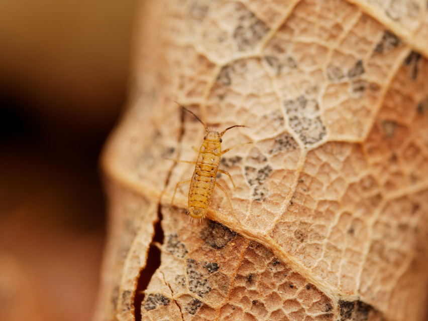 Collembola - Ugróvillások
