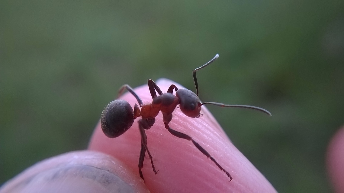 Formica pratensis - réti vöröshangya