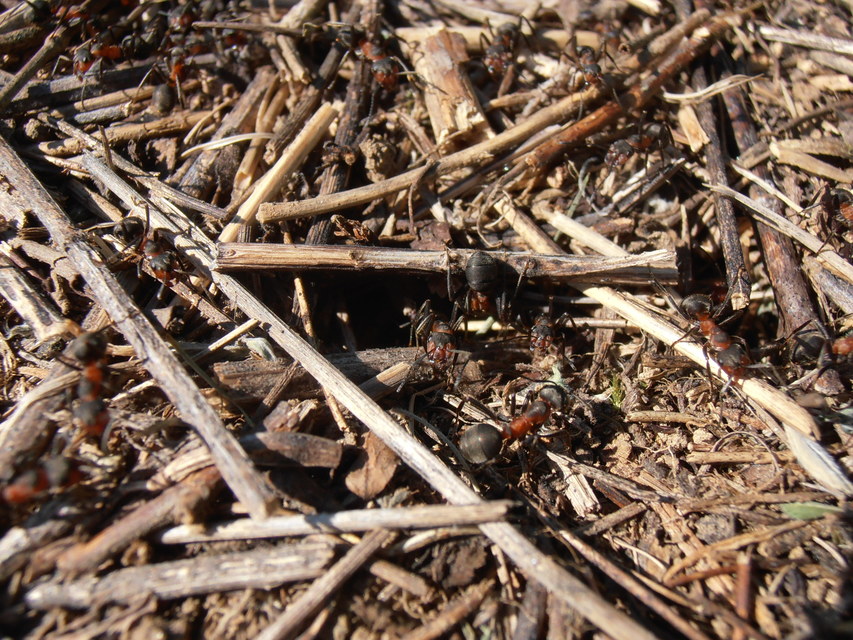 Formica pratensis - réti vöröshangya