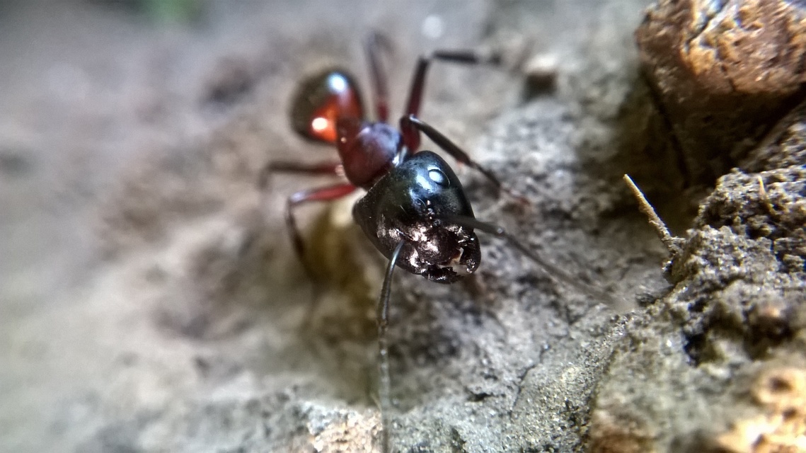 Camponotus ligniperda - faodvasító lóhangya
