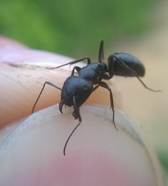 Camponotus aethiops - szőrös lóhangya