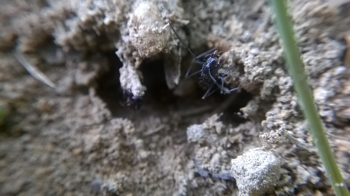 Camponotus aethiops - szőrös lóhangya