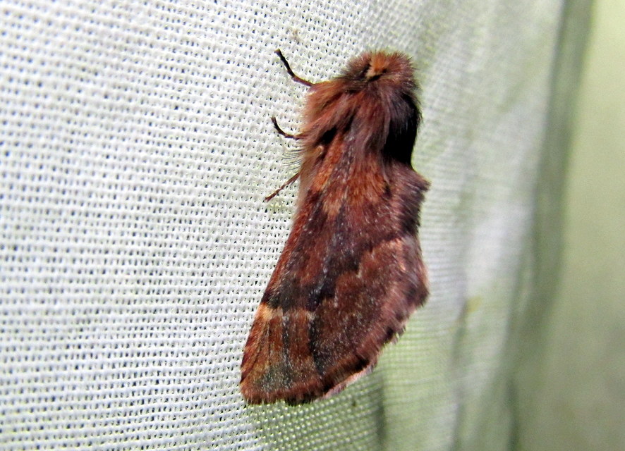 Ptilophora plumigera - tollas púposszövő