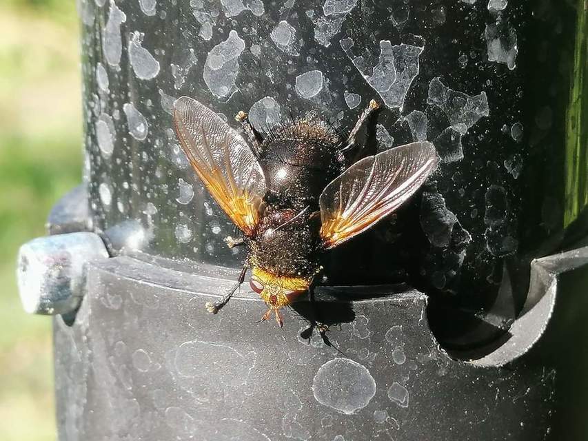 Tachina grossa - óriás fürkészlégy
