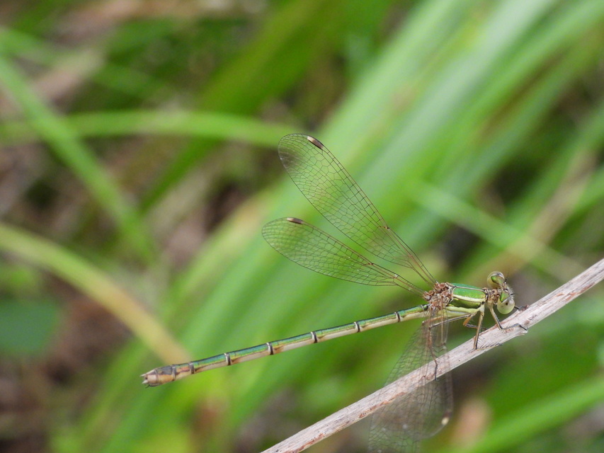 Lestes barbarus - foltosszárnyjegyű rablószitakötő